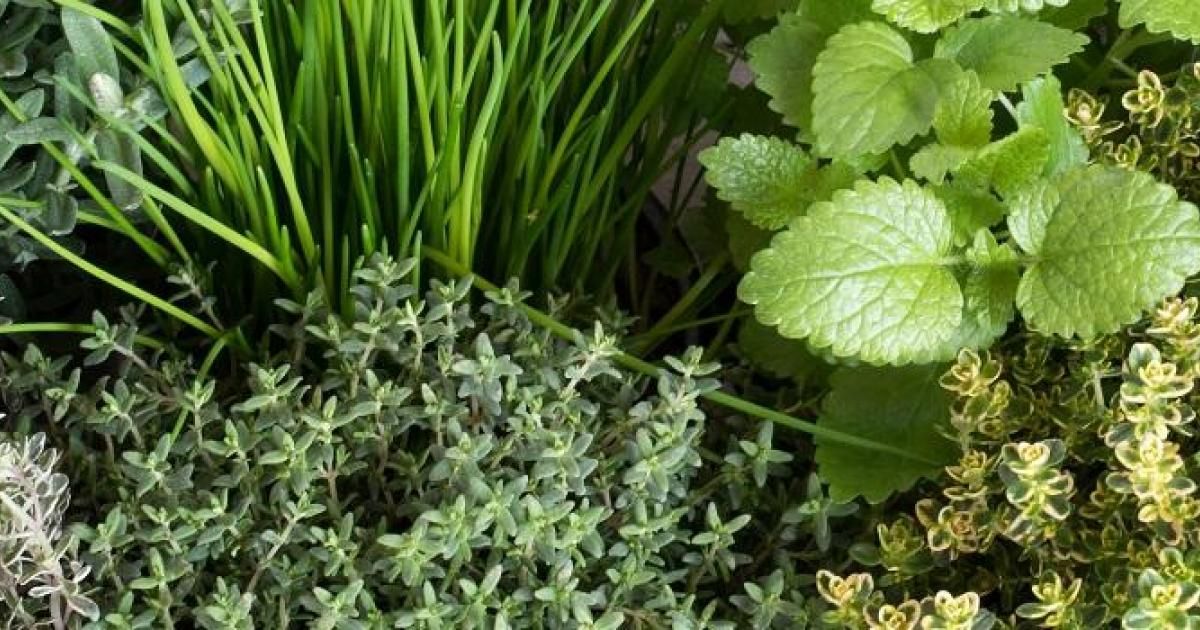 Waarom omarmen wij( gedroogde) kruiden / planten / bloemen en specerijen niet ? - Monique van der Vloed Waarom omarmen wij( gedroogde) kruiden / planten / bloemen en specerijen niet ? - Monique van der Vloed